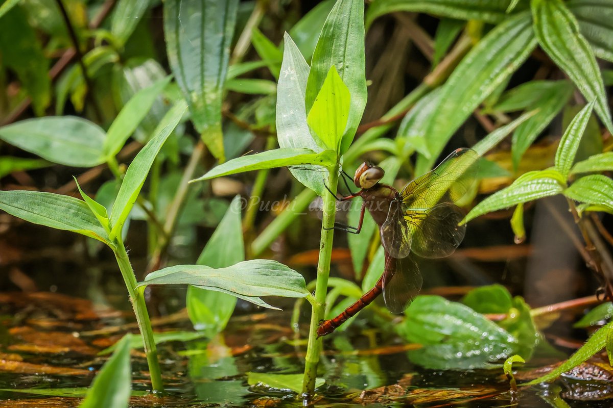 Anaciaeschna montivagans

遂に来たヤンマ科！そしておそらく生態写真は世界初公開
それもそのはずこれまで東南アジアの標高1400m以上の池で数箇所記録されているのみであり、産卵に来る際もいきなり弾丸のような速度でやってきては一瞬にして去っていく
今回ベストアングルで産卵を抑える事に成功！