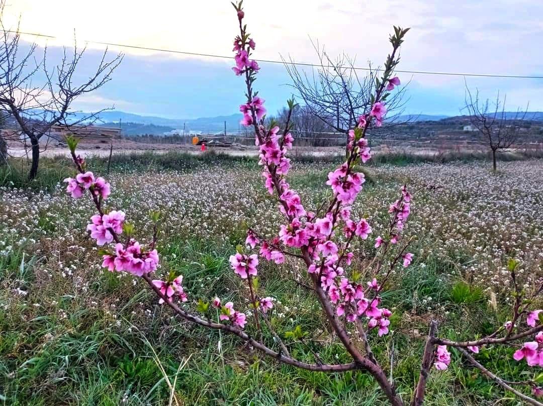 Del Monfort tweet media