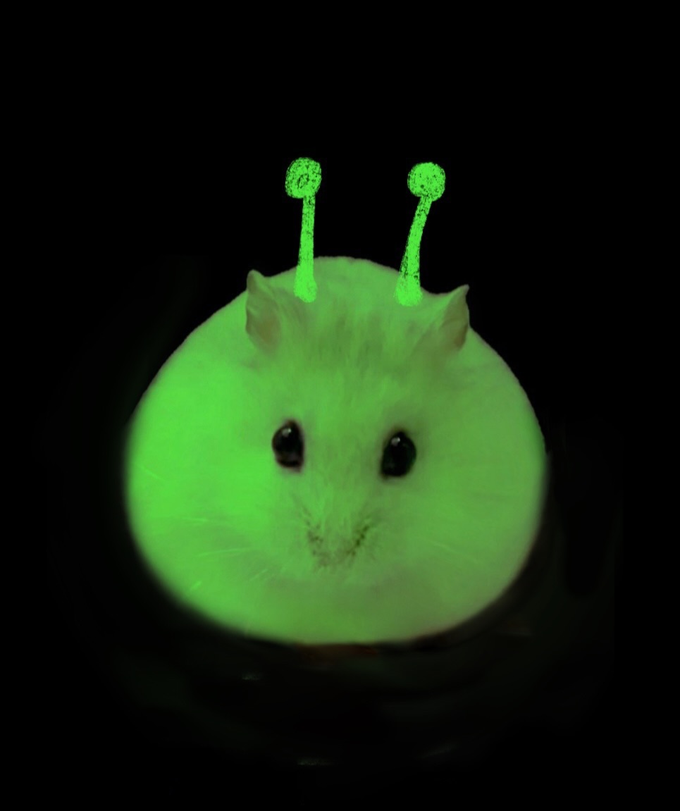 Tweets Of Hamster tweet media