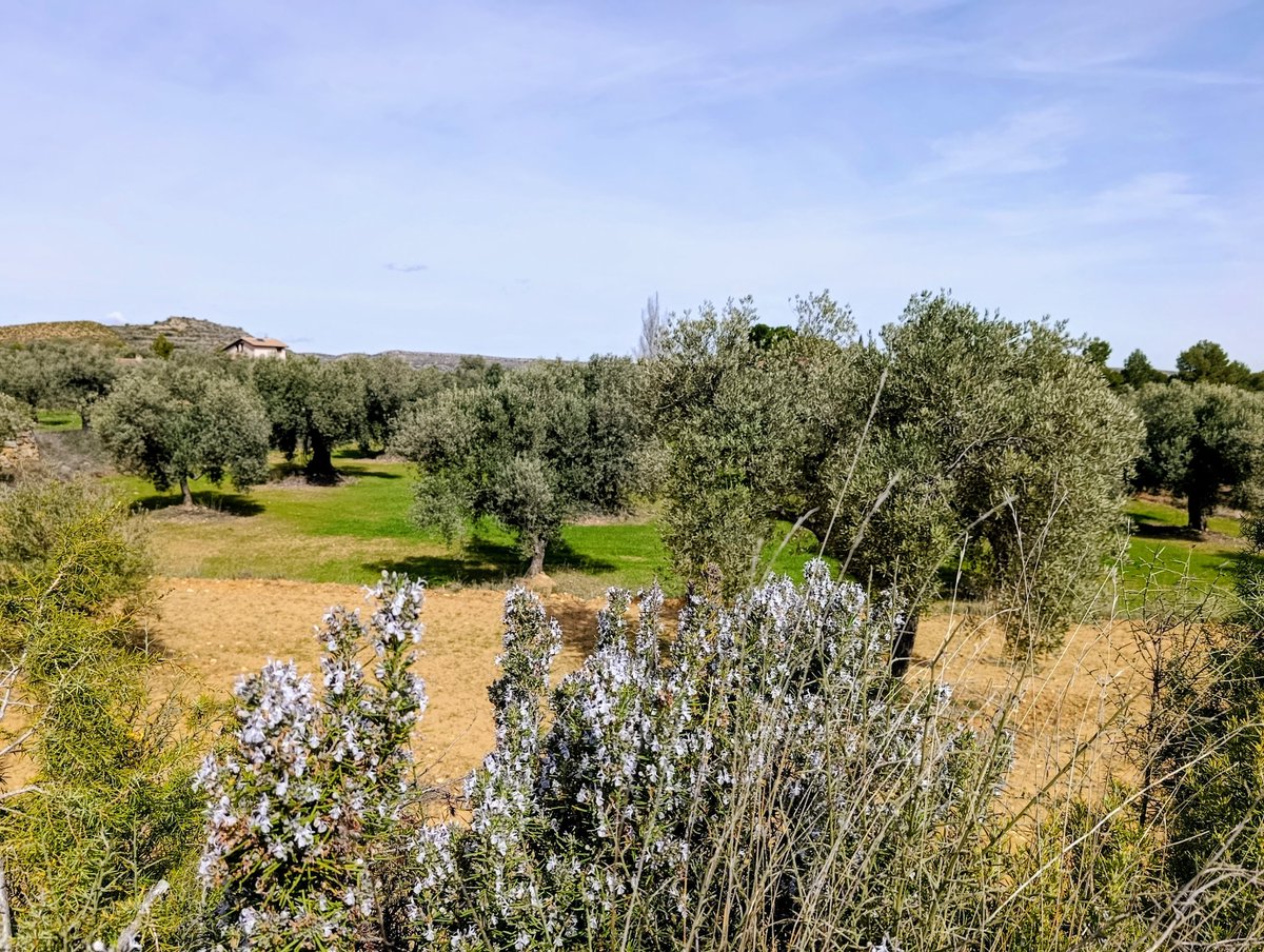 Del Monfort tweet media