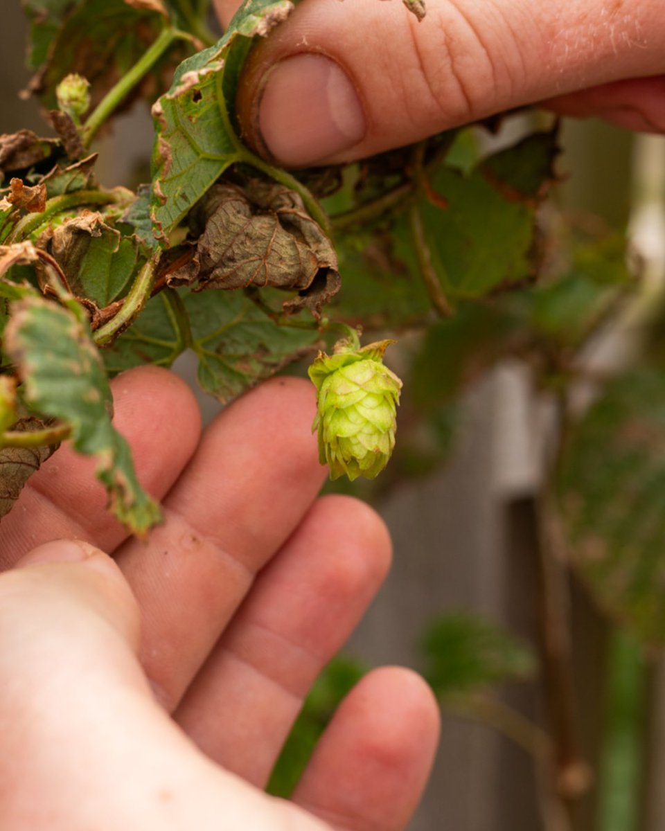 Whitby Brewery tweet media