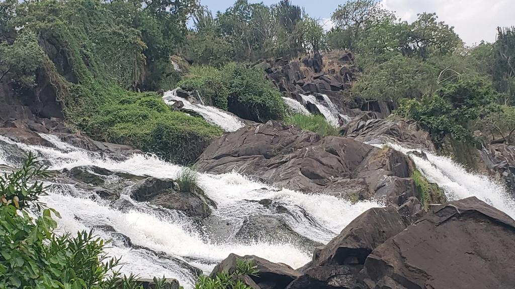 Chowoo Willy tweet media