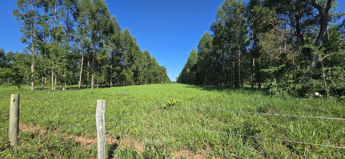 Pecuária Brasil 🐂🇧🇷 tweet media