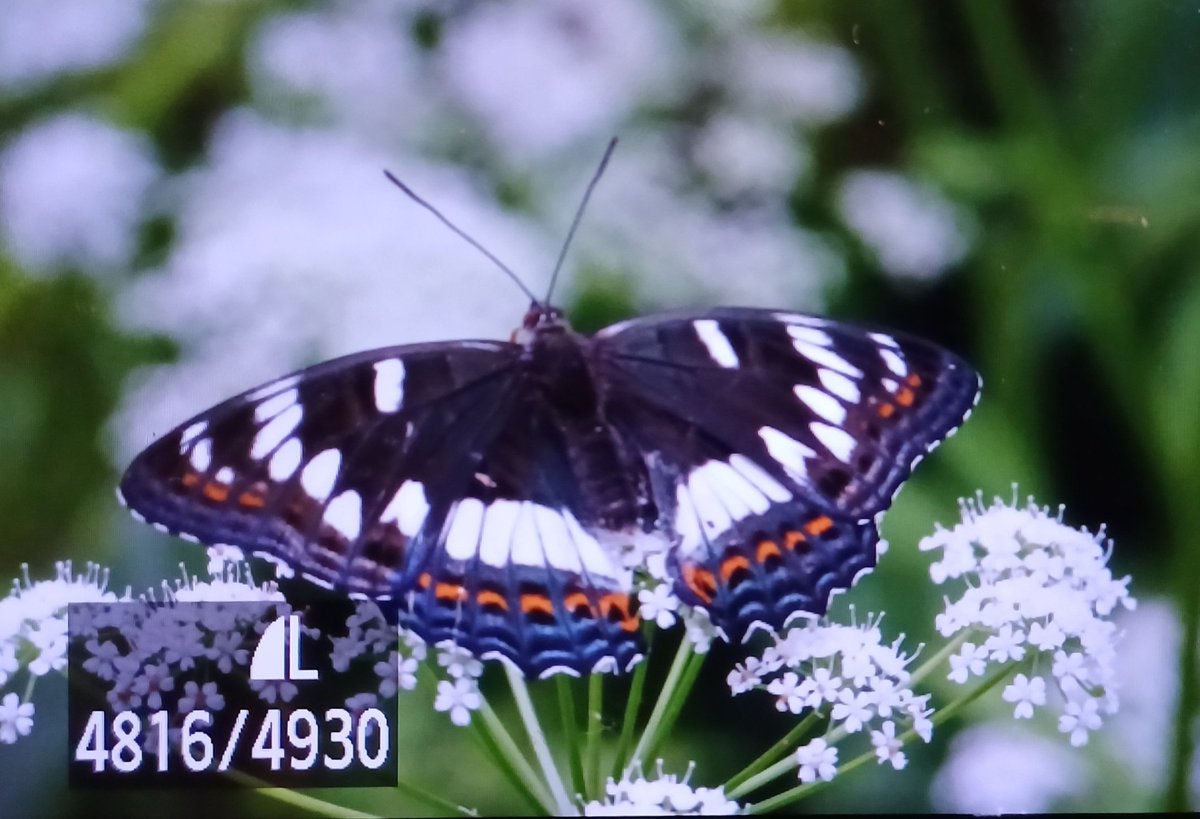 John Gale tweet media