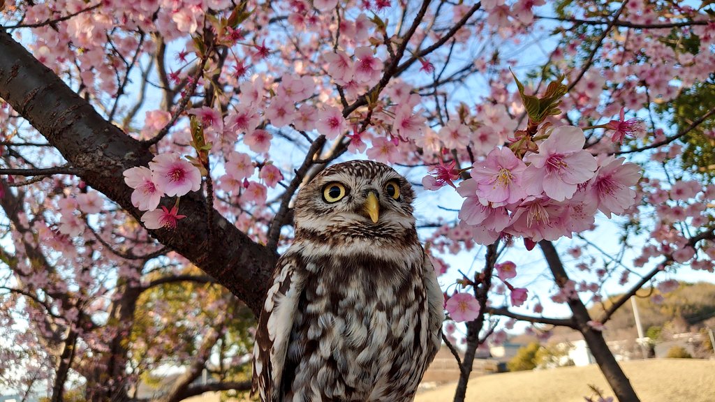 コキンメフクロウ🍀ジェリー tweet media