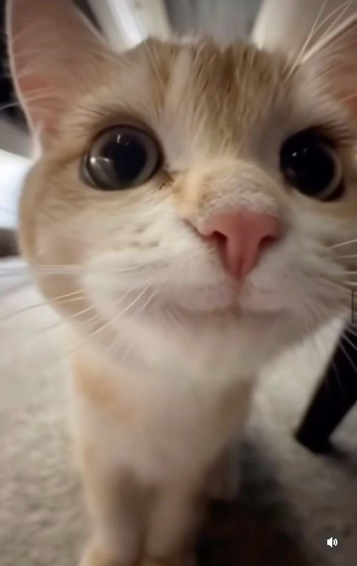 송은석 고양이 tweet media