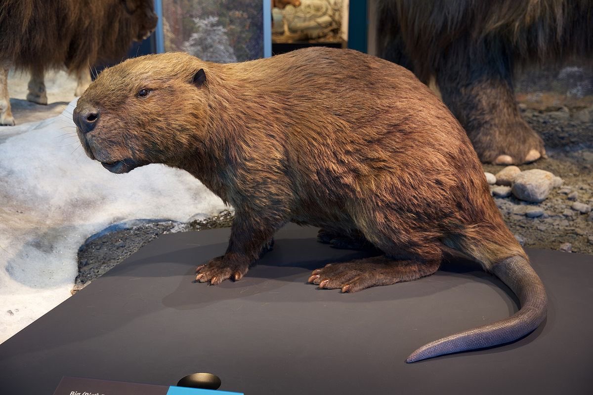 Olly Bosque tweet media