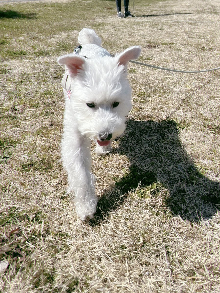 Sooth_WhiteDog's tweet photo. いつもの日も君となら喜劇よ https://t.co/D26x03CKZg