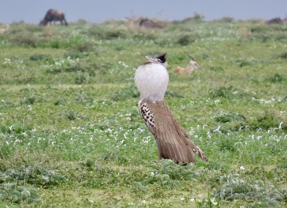 arrivedeh's tweet photo. Kori bustards. We saw these large birds in almost every game park we visited. The right photo is a courtship displaying male.
#BirdsSeenIn2026 #birdphotography #KoriBustard #bustards #birdwatching #birding #TanzaniaSafari https://t.co/lcS2VNXJGv