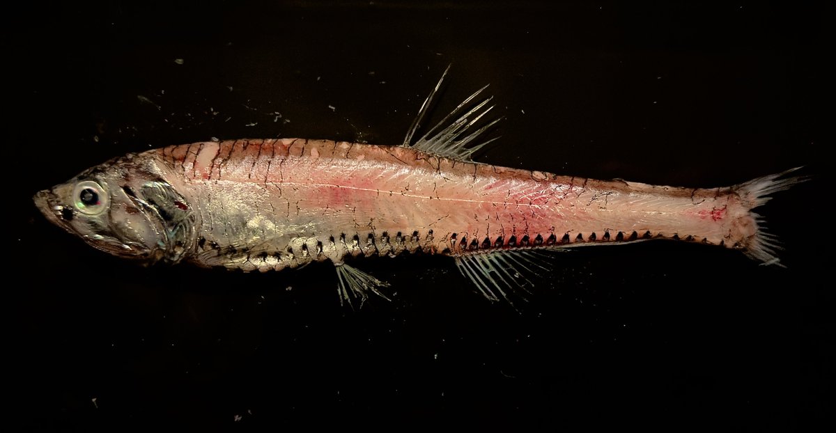 デストロイ=ハカイ tweet media