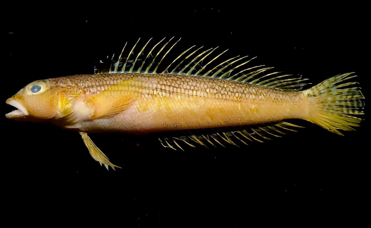 デストロイ=ハカイ tweet media