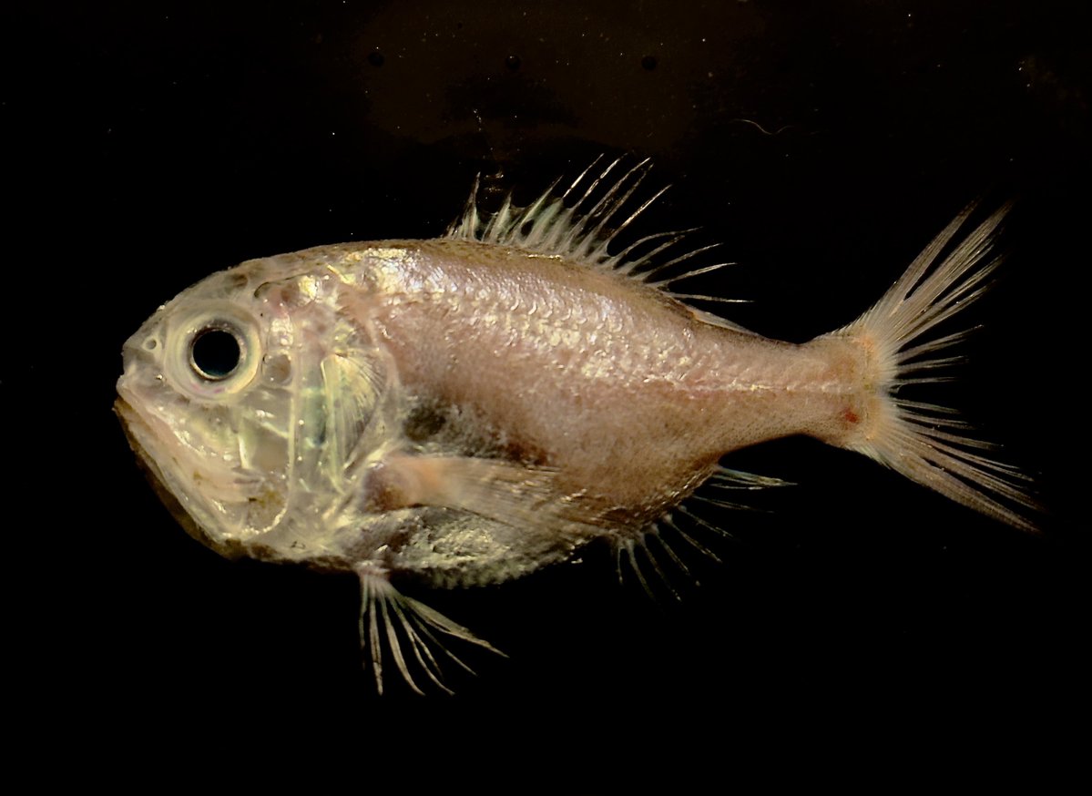 デストロイ=ハカイ tweet media