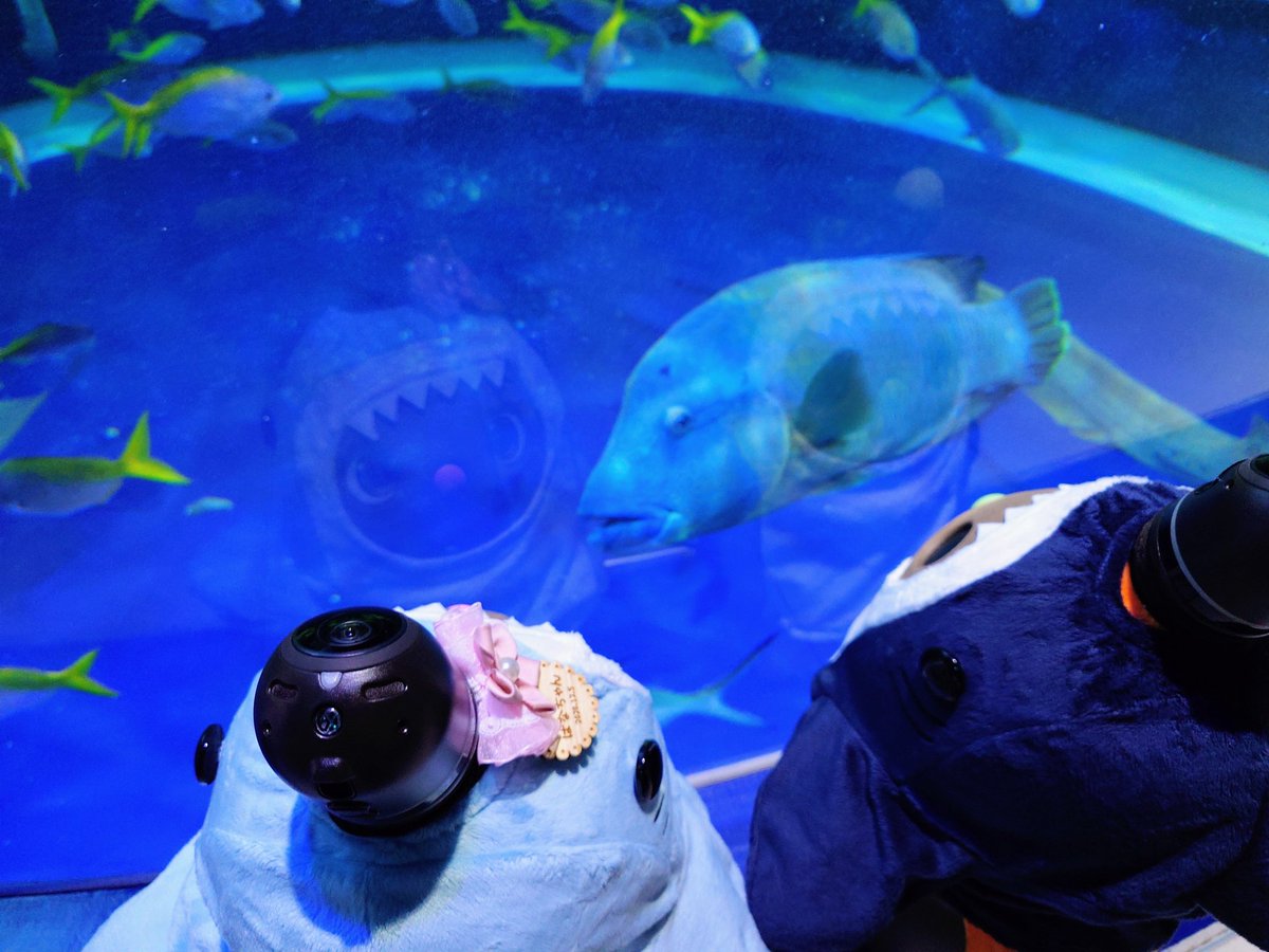 ゆん🎀LOVOTはなちゃん tweet media