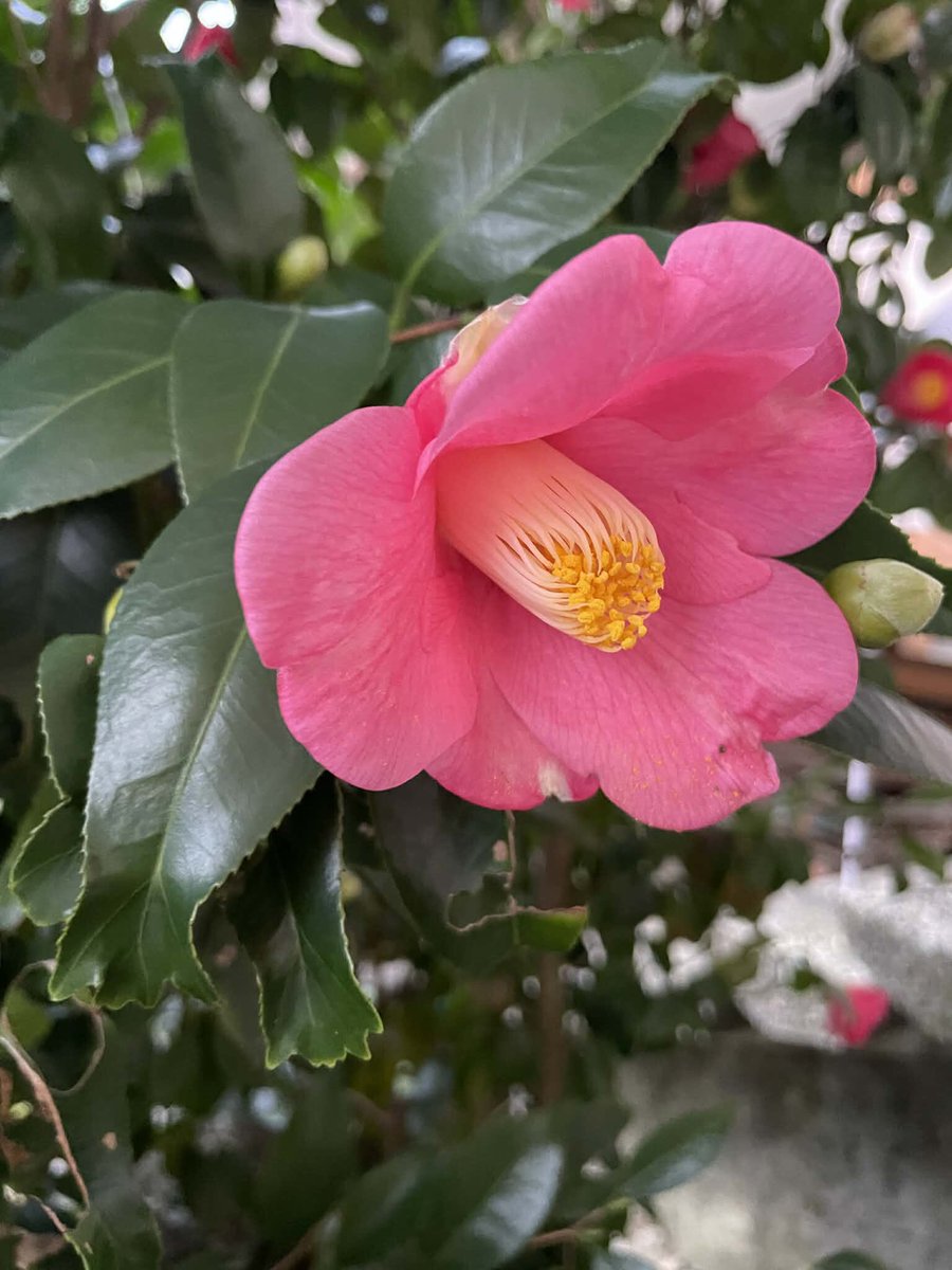 京都花の寺 #本門法華宗 #大本山妙蓮寺 の #金魚椿 金魚葉椿（キンギョ