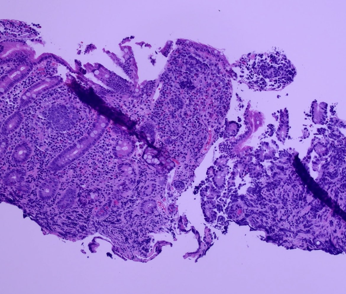 Brown Pathology and Laboratory Medicine tweet media