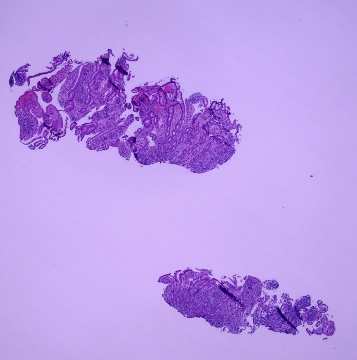 Brown Pathology and Laboratory Medicine tweet media