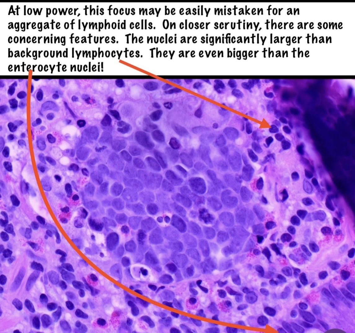 Brown Pathology and Laboratory Medicine tweet media