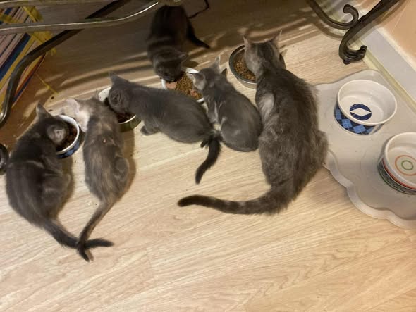 Small Town Community Cats, Inc tweet media