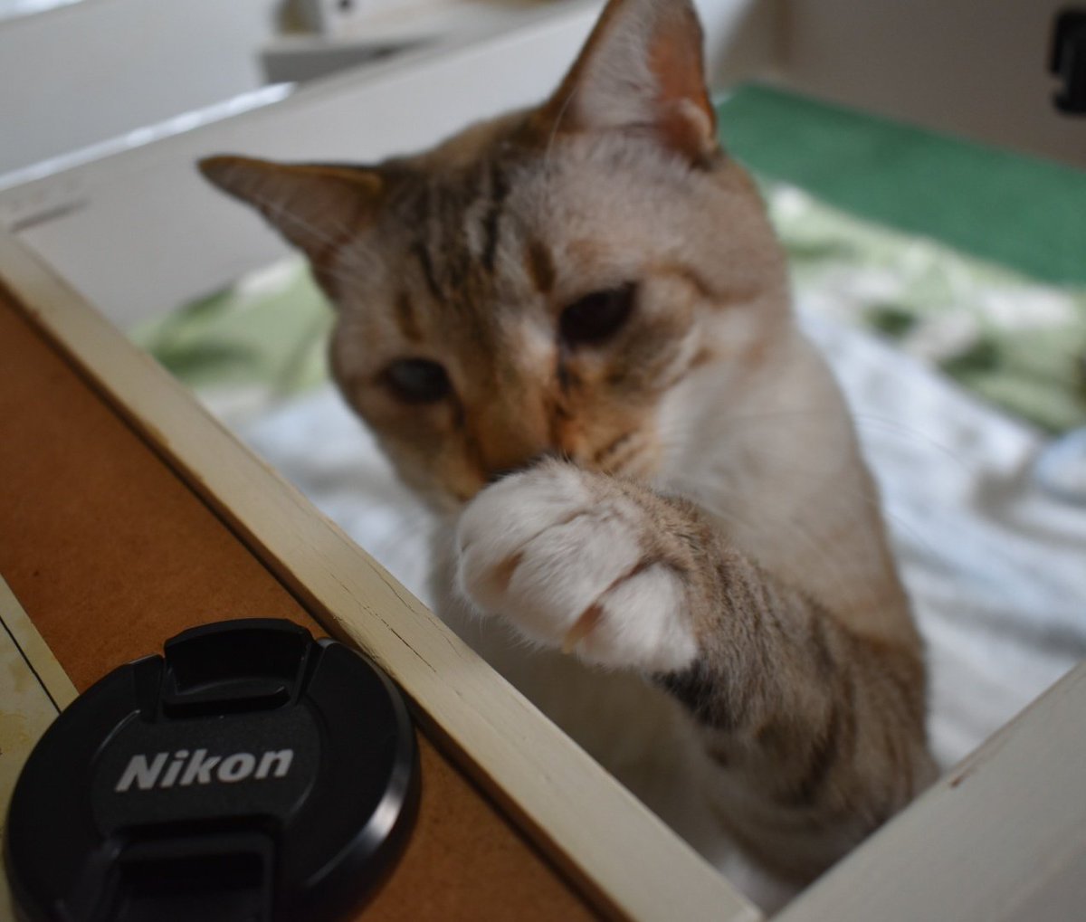 Raynor331's tweet photo. そ〜〜っ🫳

🐱くろふねくん https://t.co/2szMFdYI3k