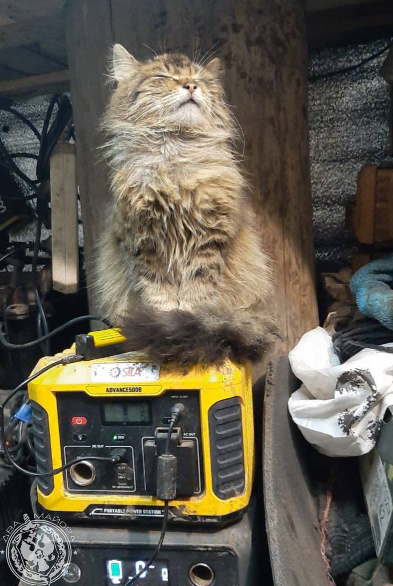 SororInimicorum's tweet photo. Russian military cats π«‘π«‘π«‘ππββ¬ππββ¬ #Ukraine #UkraineIsToast πΊπ¦π·πΊπ¦π·>> π₯πΊπ¦π₯πΊπ¦ #ZelenskyWarCriminal https://t.co/j0ah7r1mg4