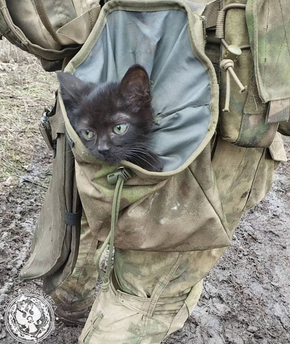 SororInimicorum's tweet photo. Russian military cats π«‘π«‘π«‘ππββ¬ππββ¬ #Ukraine #UkraineIsToast πΊπ¦π·πΊπ¦π·>> π₯πΊπ¦π₯πΊπ¦ #ZelenskyWarCriminal https://t.co/j0ah7r1mg4
