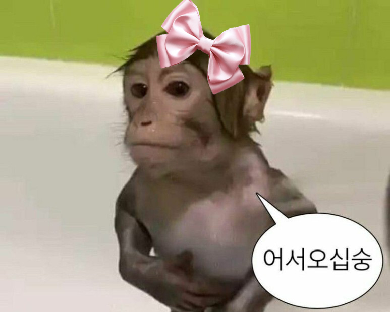 아야짱🐒あやちゃん tweet media