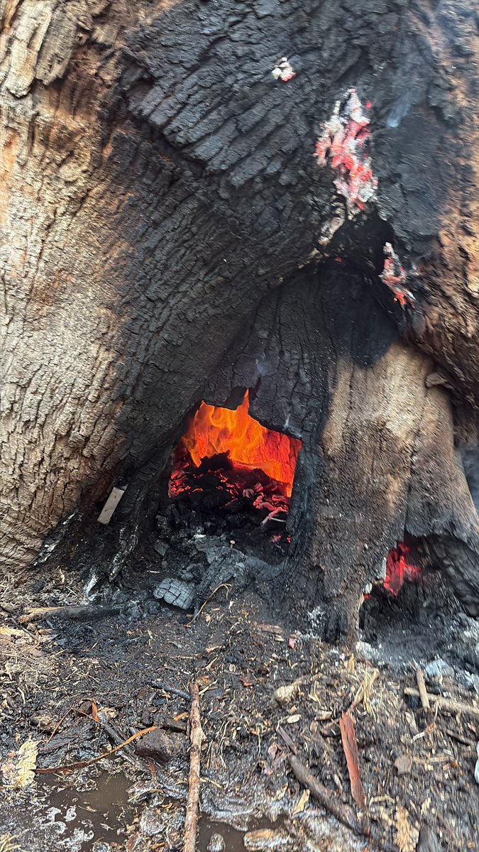 jcrmatute's tweet photo. Incendio en El Bosque de Chapultepec provocado por un indigente. @ChapultepecCDMX https://t.co/dH8p00tjcA