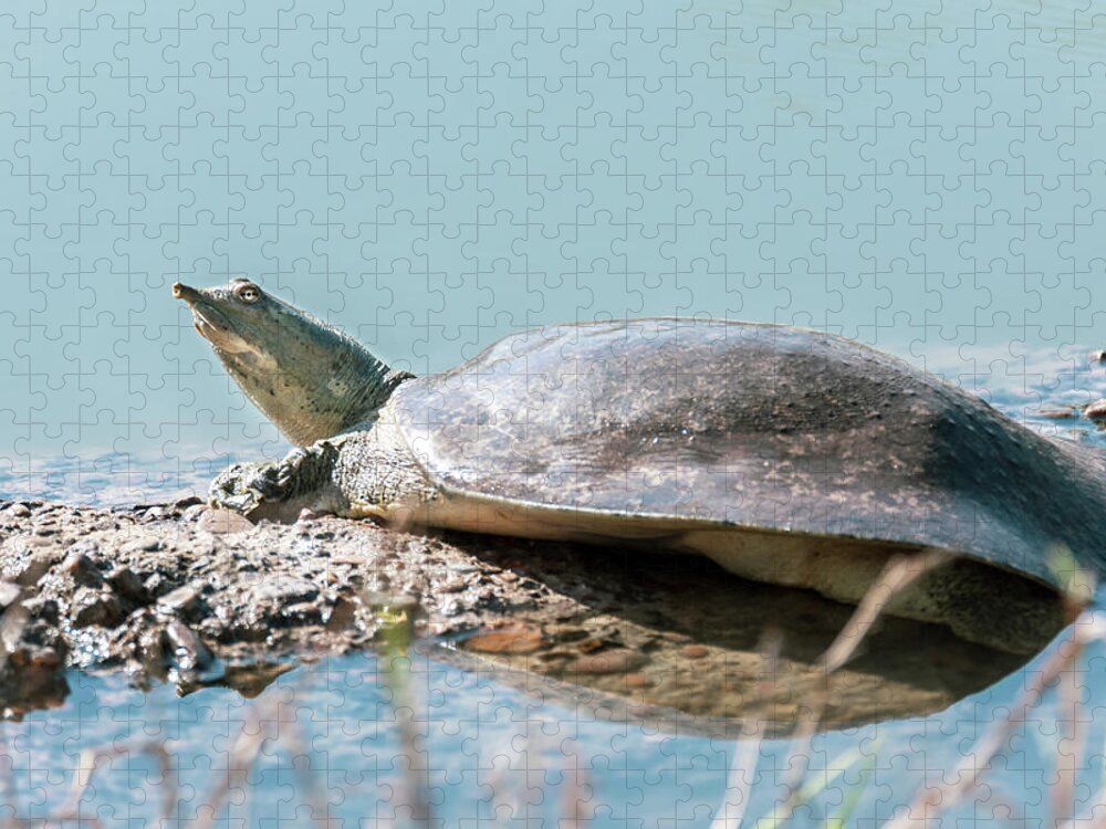 DebraMartz's tweet image. Texas Spiny Soft Shell Turtle...I just love its snorkel snout! :-)
Available in 96, 252, 500, and 1000 pieces.
debra-martz.pixels.com/featured/texas… 
#puzzle or other #products
#SpinyTurtle #turtle #SoftShell #wildlife #nature #photography #PhotographyIsArt #BuyIntoArt #giftideas @debramartz