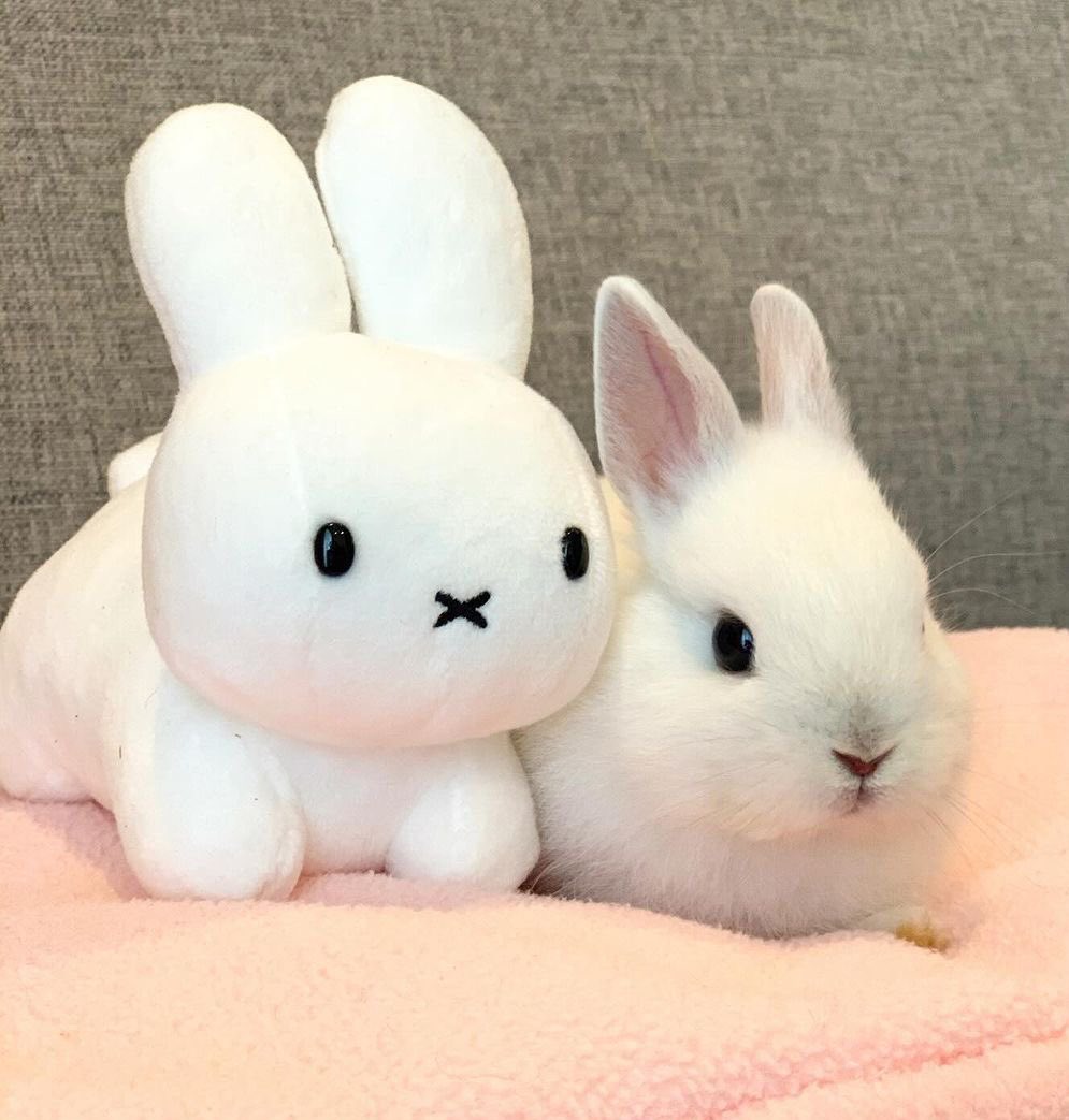 knghtphai's tweet photo. i love xavier so much i wish bunnies were real https://t.co/OlYv47MHrj