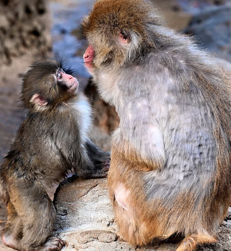 子ザルのパンチくんの大冒険🐒
綺麗な目で見つめるパンチくん🥺✨
この目で迫られたら可愛がっちゃうよね〜🤣
#がんばれパンチ #パンチ #Punch #Panchi #パンチくんの大冒険 #オランママ #Punchi #Panch #市川市動植物園 #PunchTheMonkey