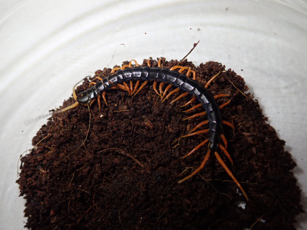 ぴーちゃん (合)Bebe Rep. 3/28.29【ナゴヤレプタイルズワールド】に出店します tweet media