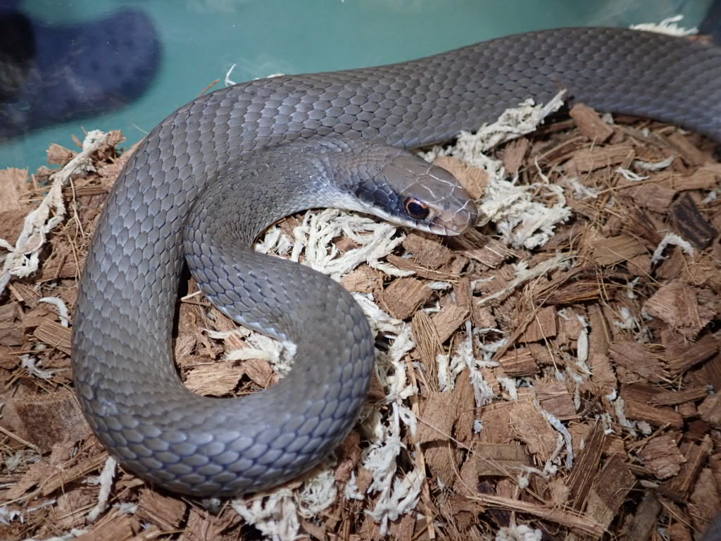 ぴーちゃん (合)Bebe Rep. 3/28.29【ナゴヤレプタイルズワールド】に出店します tweet media