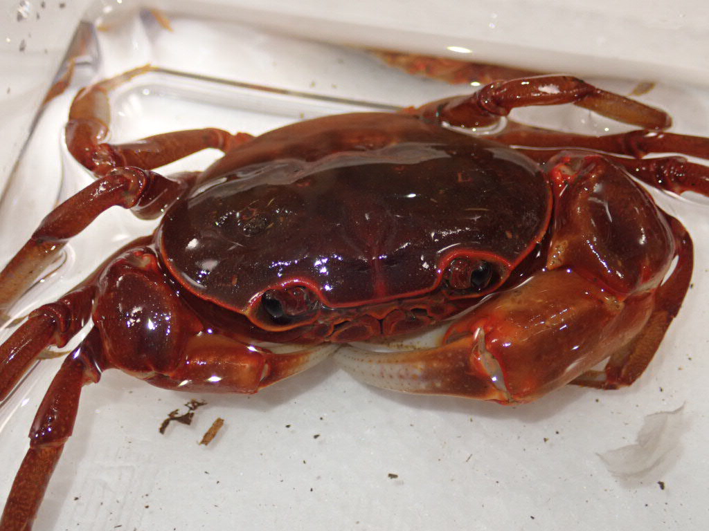 ぴーちゃん (合)Bebe Rep. 3/28.29【ナゴヤレプタイルズワールド】に出店します tweet media