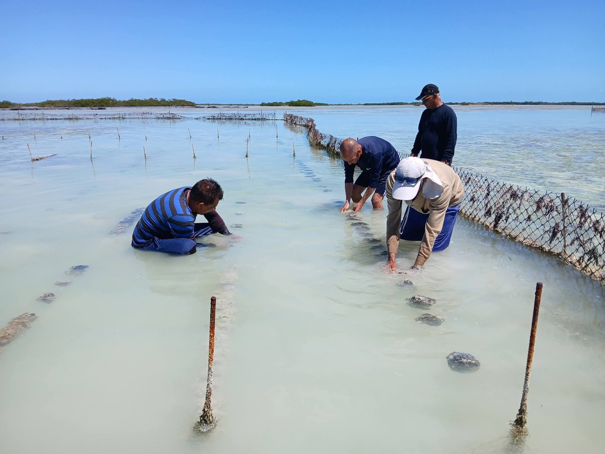 EpicaiOrlando's tweet photo. Se comparten saberes y buenas prácticas con los hermanos de PESCAISLA, para la captua,  cultivo,  procesamiento Industrial y comercialización del recurso pesquero esponja. https://t.co/AiDyxurTg7