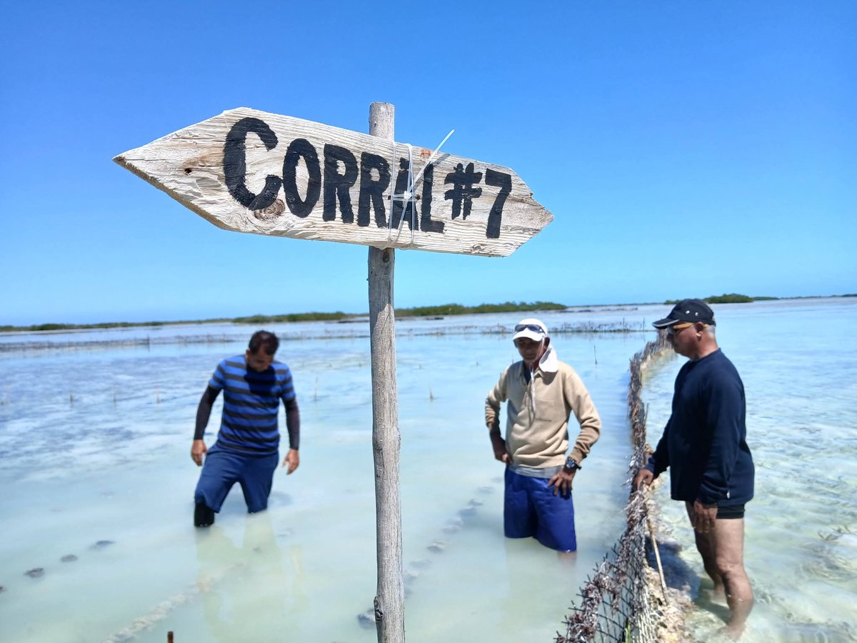 EpicaiOrlando's tweet photo. Se comparten saberes y buenas prácticas con los hermanos de PESCAISLA, para la captua,  cultivo,  procesamiento Industrial y comercialización del recurso pesquero esponja. https://t.co/AiDyxurTg7