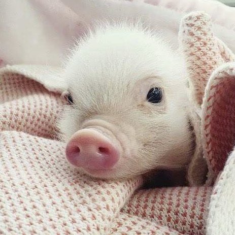 🐶🐷 tweet media