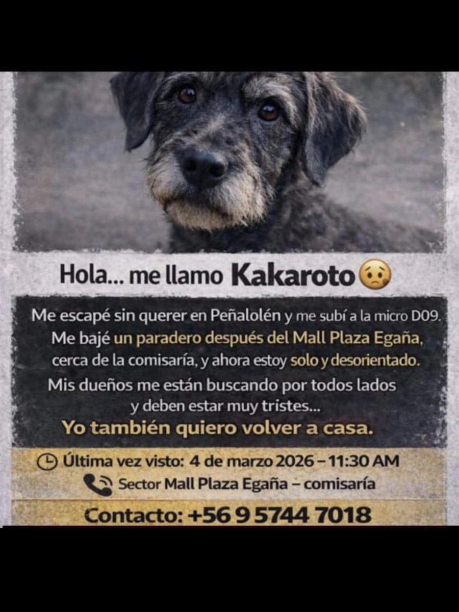 LORE TIN (@todopormiperro) on Twitter photo 