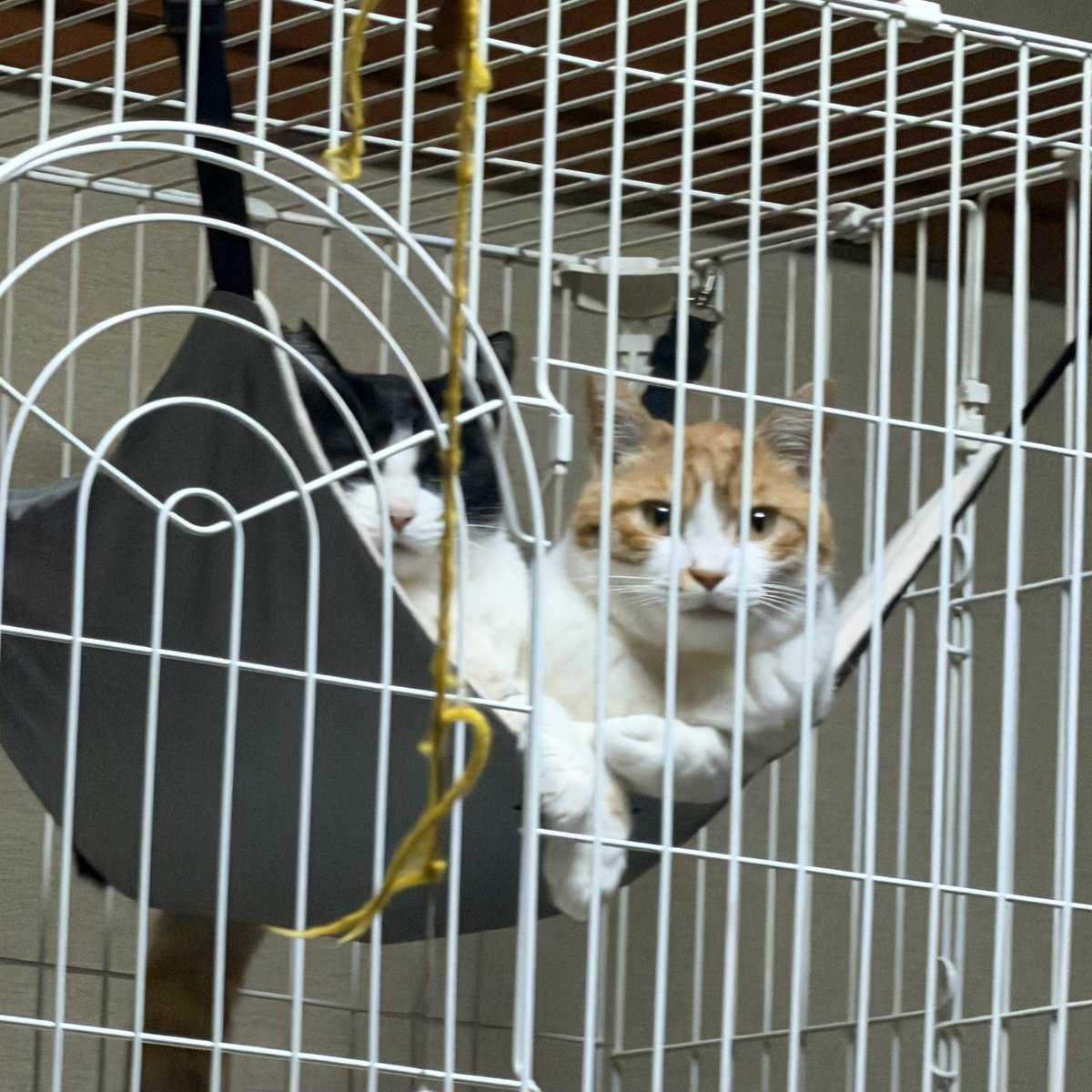 にっしー tweet media