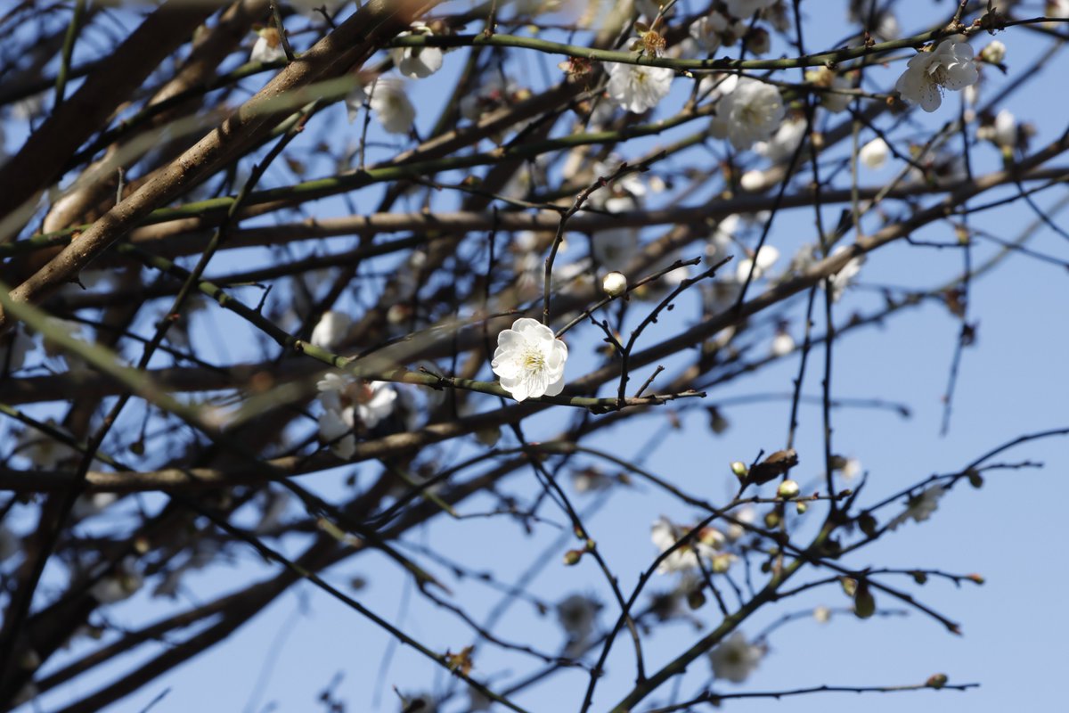 北極星🌟&風鈴草🍀 葉紫 tweet media