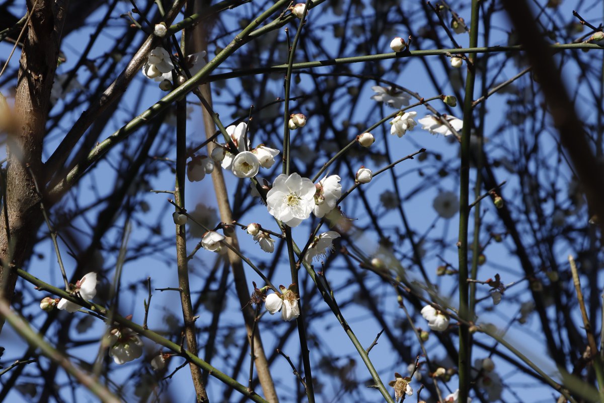 北極星🌟&風鈴草🍀 葉紫 tweet media