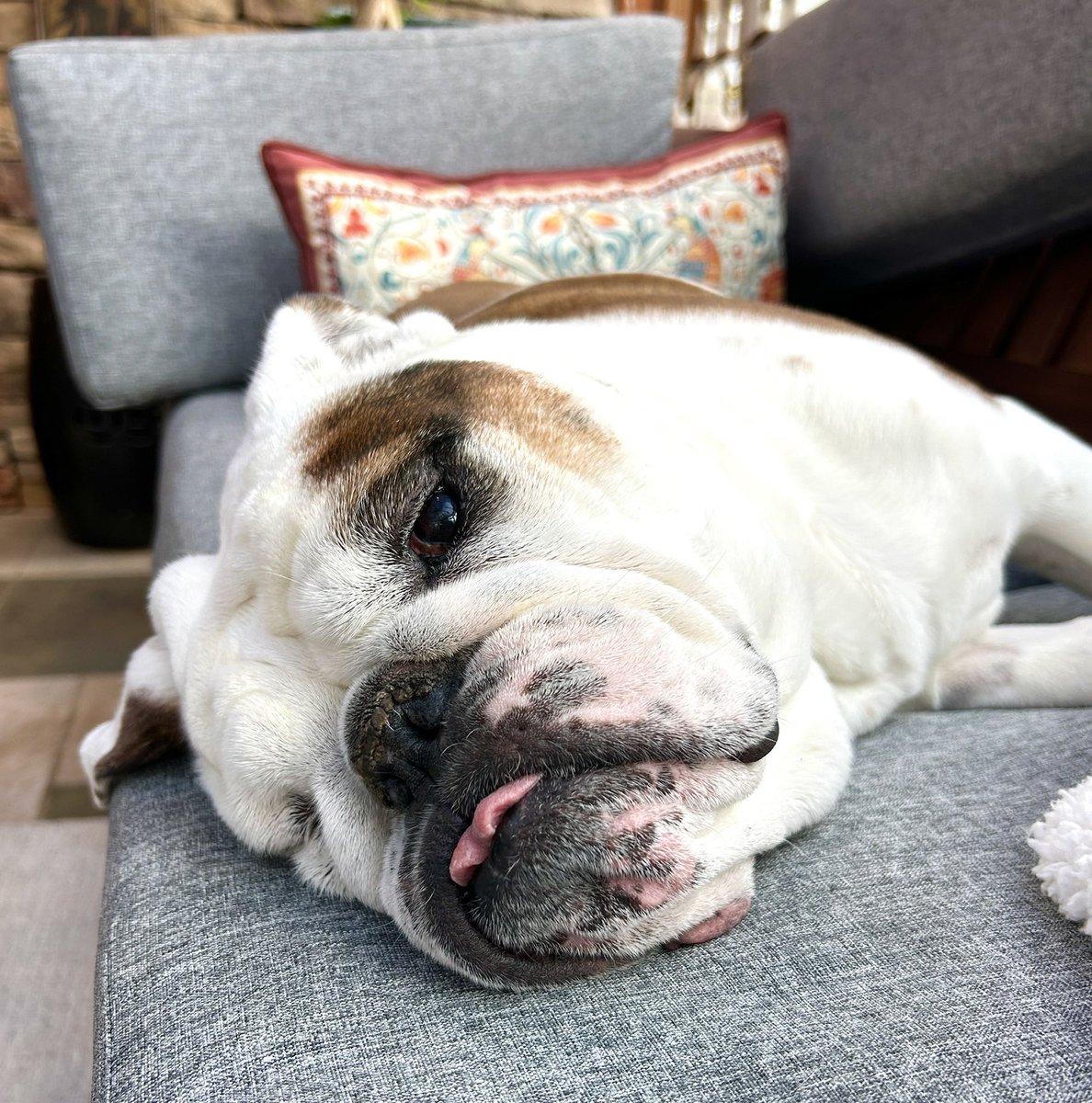 Cleopatra the English Bulldog tweet media
