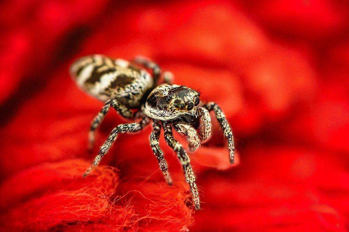 Hogan_'s tweet photo. Zebra Jumping Spider (Salticus scenicus),
Slightly missed focus, but overall quite happy with this grab shot, taken lying on bathroom floor (background is red bathmat). #spider #Araneae https://t.co/buMgaLRSDb