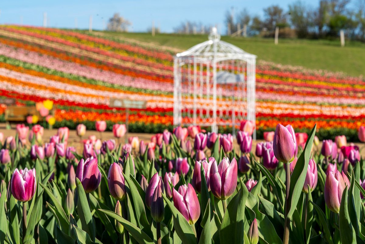 visit_hungary's tweet photo. Spring in Hungary means tulip gardens in full bloom. 🌷
If you’re here in April, you’re likely to come across them. Stop by for a few photographs and a beautiful bouquet. 💐

#visithungary https://t.co/mH4Dw2OYG7