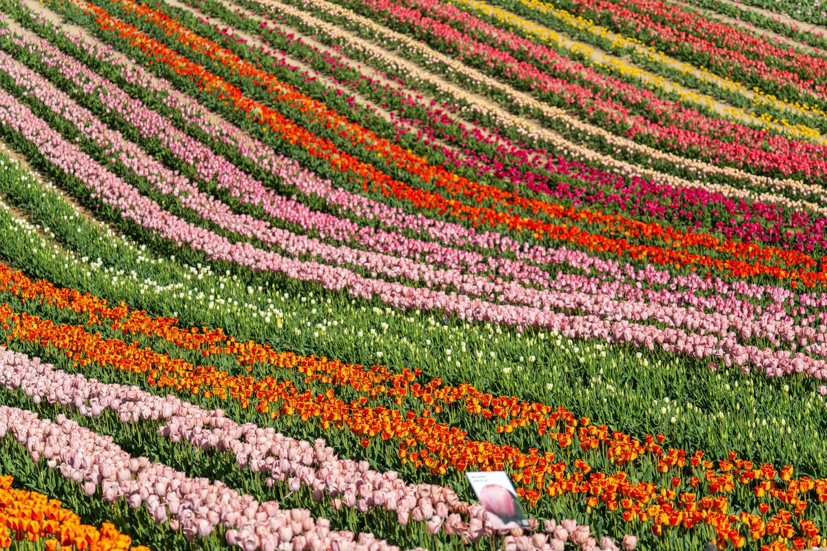 visit_hungary's tweet photo. Spring in Hungary means tulip gardens in full bloom. 🌷
If you’re here in April, you’re likely to come across them. Stop by for a few photographs and a beautiful bouquet. 💐

#visithungary https://t.co/mH4Dw2OYG7