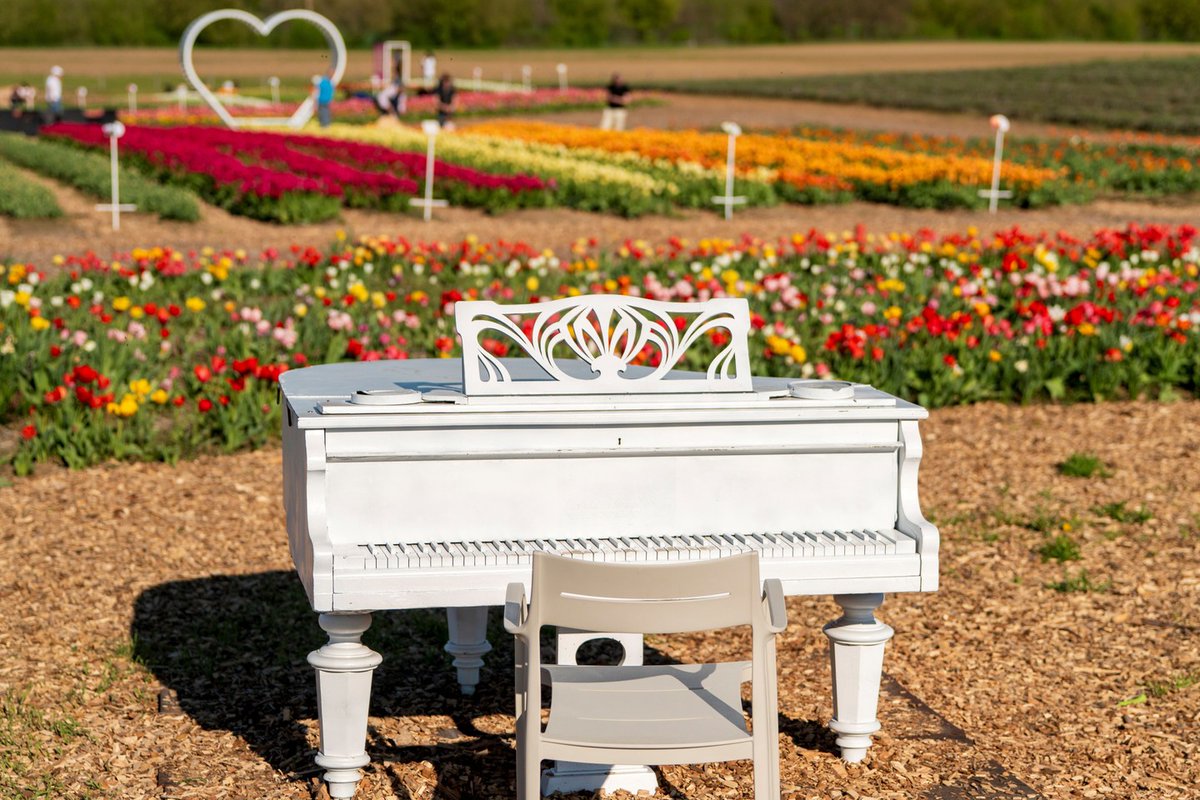 visit_hungary's tweet photo. Spring in Hungary means tulip gardens in full bloom. 🌷
If you’re here in April, you’re likely to come across them. Stop by for a few photographs and a beautiful bouquet. 💐

#visithungary https://t.co/mH4Dw2OYG7