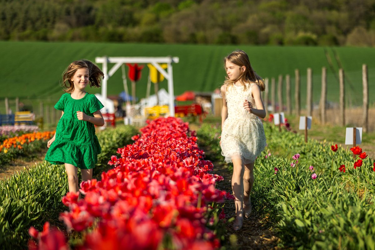 visit_hungary's tweet photo. Spring in Hungary means tulip gardens in full bloom. 🌷
If you’re here in April, you’re likely to come across them. Stop by for a few photographs and a beautiful bouquet. 💐

#visithungary https://t.co/mH4Dw2OYG7