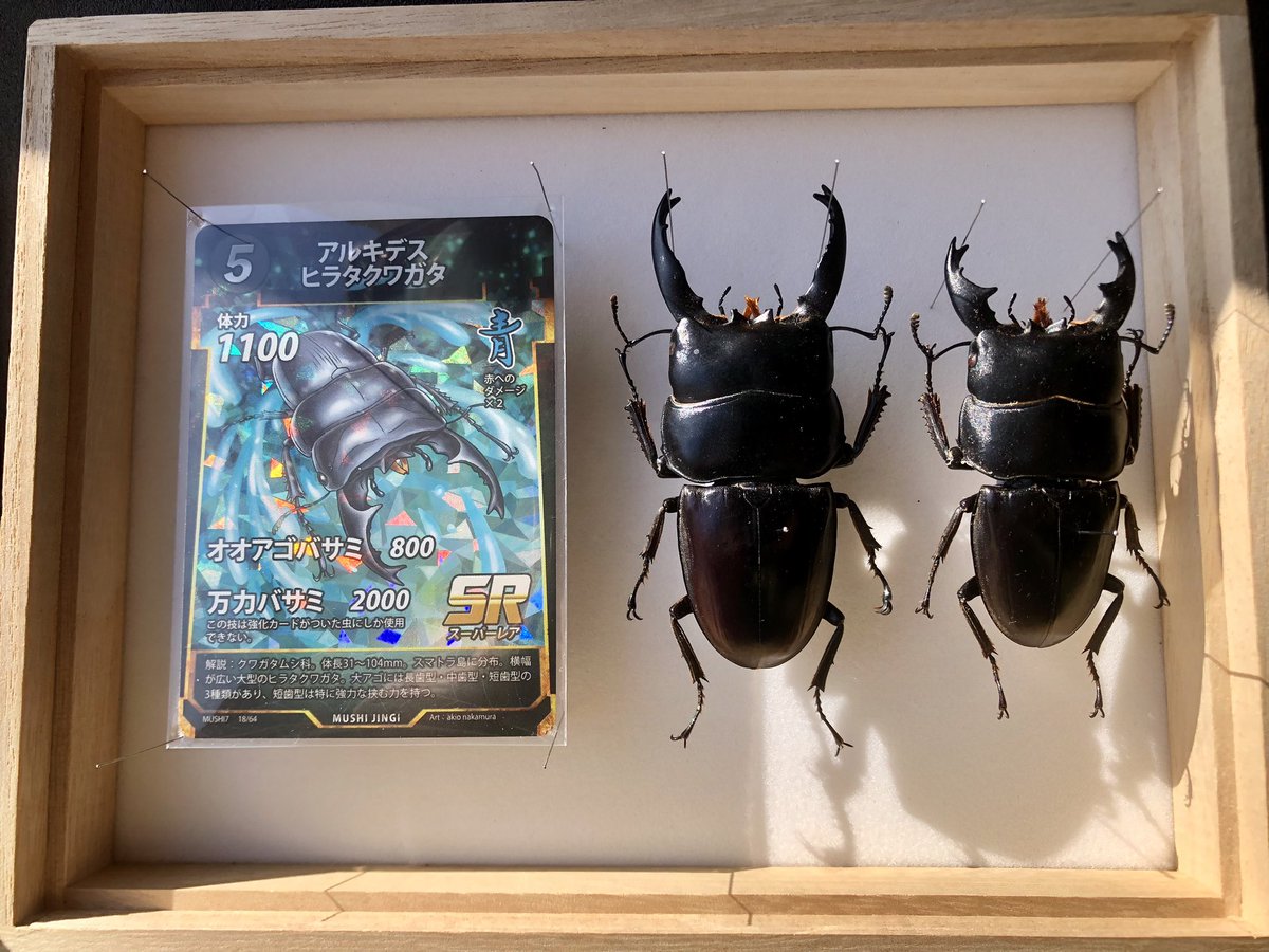 Syn0315's tweet photo. 蟲神器カードと標本 その36
アルキデスヒラタクワガタ
Dorcus alcides
ドルクス アルキデス
右 88mm 左 70mm
第七弾❗️アルキデス持ってます‼️
長歯、短歯揃えてます✨
最初の方に作ったので拙いですが、持ってるものがカードになって嬉しい😆
#蟲神器
#標本
#アルキデスヒラタ
#Dorcus https://t.co/t1f5EkUWso