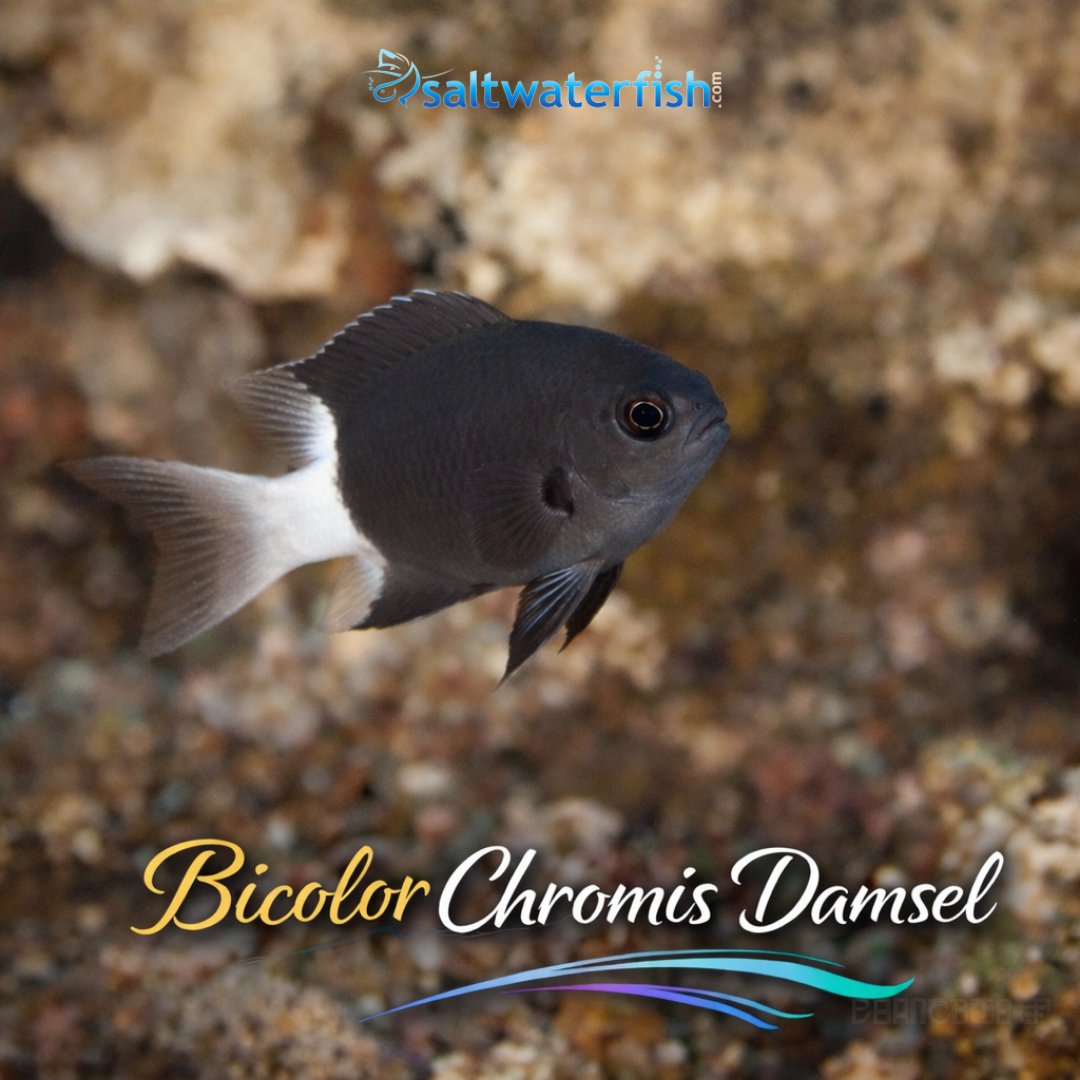 Saltwaterfish.com tweet media