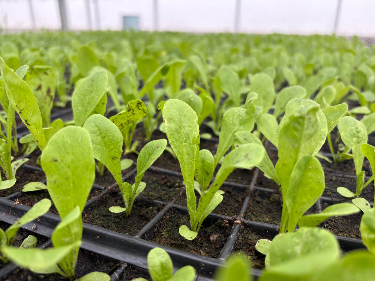 Pasture Genetics tweet media