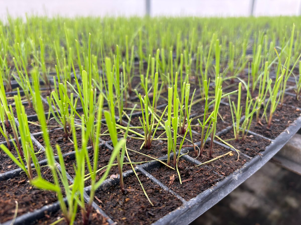 Pasture Genetics tweet media